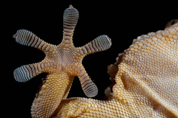 Tarentola mauritanica (yaygın duvar kertenkelesi) görünümü