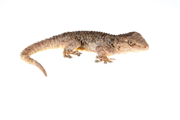 Tarentola Mauritanica Mauergecko Ansehen — Stockfoto