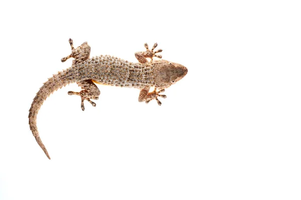 Tarentola Mauritanica Gecko Parede Comum Vista — Fotografia de Stock