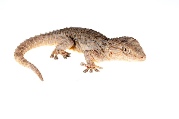 Tarentola Mauritanica Wspólny Gecko Ściany Widok — Zdjęcie stockowe