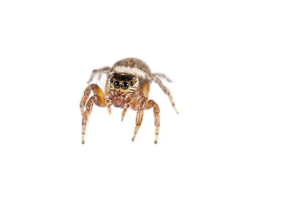 Evarcha Jucunda Nőstény Salticidae Nézet — Stock Fotó