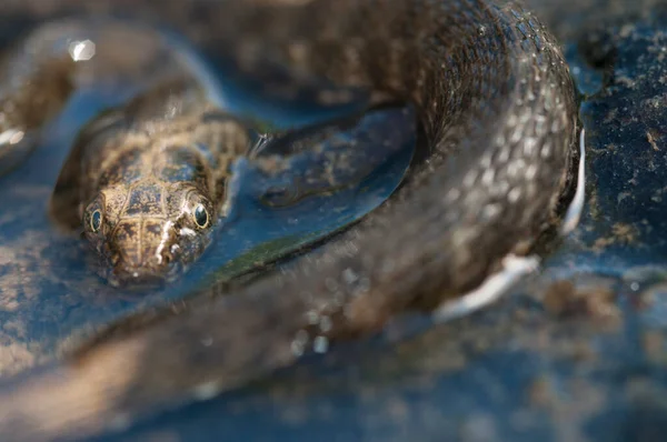 Közelről Látjuk Kígyót Állat Jellege — Stock Fotó