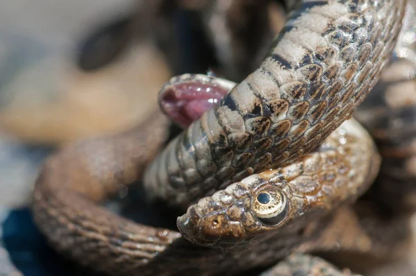 Yılanın Yakın Görüntüsü Doğadaki Hayvan — Stok fotoğraf