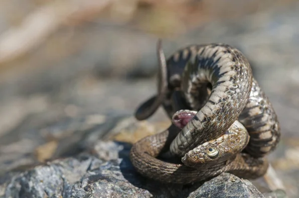 Primer Plano Disparo Serpiente Hábitat Natural — Foto de Stock