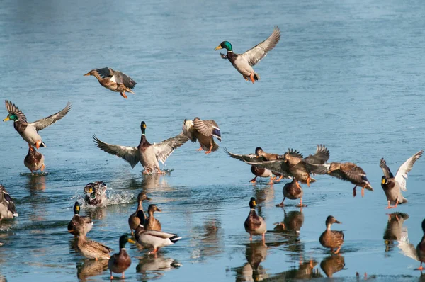 一群鸟儿在蔚蓝的蓝天中飞翔 大自然的背景 — 图库照片