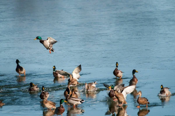 一群鸭子在湖中游泳 — 图库照片