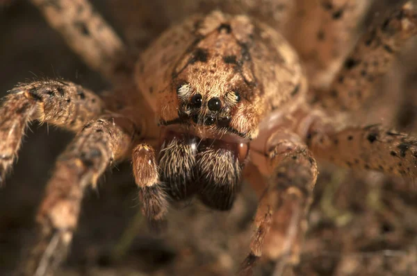 Hmyz Pavouků Makro Fotografie Přírody — Stock fotografie