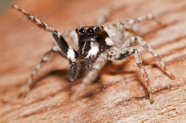 Doğal yaşam ortamında (Salticidae) β eus chrysops 'un yakın çekimi 