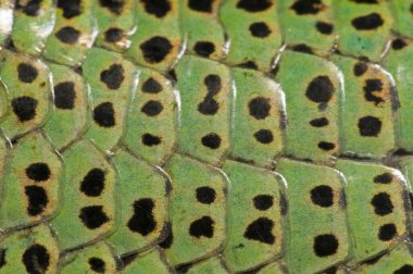 yılan derisi dokusu arkaplanı kapat 