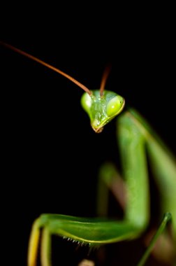 Koyu arkaplanda yeşil peygamber devesi