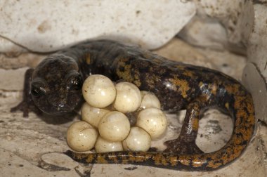 Speleomantes strinatii 'nin (strinati' nin mağara semenderi) doğal ortamında yumurtalarla yakın plan çekimi.