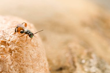 Podagrion sp., Mantid Oothecae Parasitise Wasp