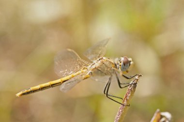 Doğadaki yusufçuk, böcek.