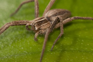 Örümcek böceğinin yakın görüntüsü. makro fotoğrafçılık. 