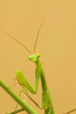 Sarı arkaplandaki peygamberdevesi böceği, görüntüyü kapat