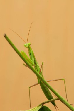 bir dalda yeşil peygamber devesi, yakın görünüm
