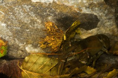 Austropotamobius pallipes, beyaz pençeli kerevit