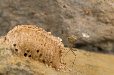 Peygamber devesi dini genç, Avrupa peygamber devesi