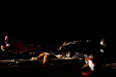 Euscorpius italicus, küçük ahşap akrepler