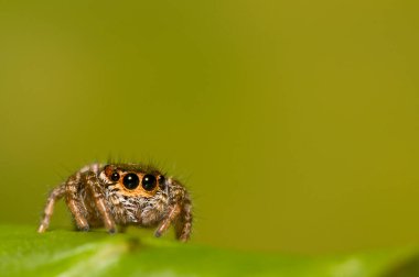 Doğal yaşam ortamında (Salticidae) β eus chrysops 'un yakın çekimi 