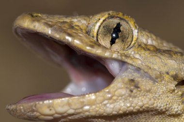 Doğal ortamında Hemidactylus Turcicus 'un (Akdeniz evi kertenkelesi) yakın plan çekimi