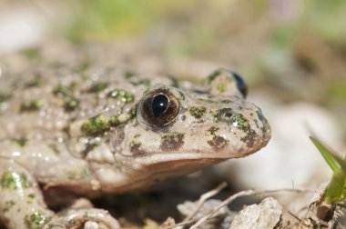 Kurbağa, bufo bufo vahşi doğada