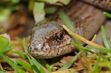 Kertenkelenin doğal ortamdaki yakın çekimi.