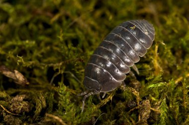 Oniscus sp., yeşil yosun üzerinde Isopoda