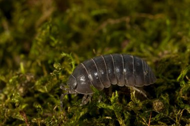 Oniscus sp., yeşil yosun üzerinde Isopoda