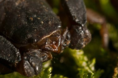 Euscorpius italicus, küçük ahşap akrepler