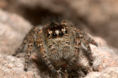 Doğal yaşam ortamında (Salticidae) β eus chrysops 'un yakın çekimi 