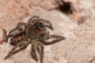 Doğal yaşam ortamında (Salticidae) β eus chrysops 'un yakın çekimi 