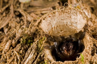 Örümceğin yakın görüntüsü. Doğadaki böcek.