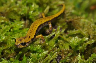 Speleomantes strinatii 'nin (strinati' nin mağara semenderi) doğal ortamdaki yakın çekim görüntüsü