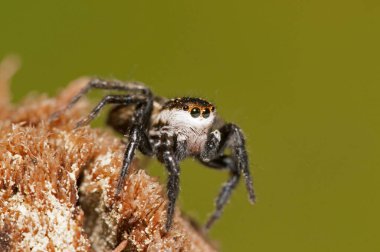 Doğal yaşam ortamında (Salticidae) β eus chrysops 'un yakın çekimi 