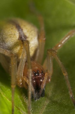 Örümceğin yakın görüntüsü. Doğadaki böcek.