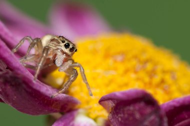 Doğal yaşam ortamında (Salticidae) β eus chrysops 'un yakın çekimi 