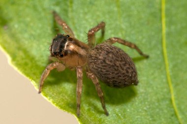 Doğal yaşam ortamında (Salticidae) β eus chrysops 'un yakın çekimi 