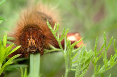 Yeşil yapraklı kahverengi tırtıl. Yaklaş.
