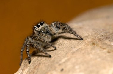 Doğal yaşam ortamında (Salticidae) β eus chrysops 'un yakın çekimi 