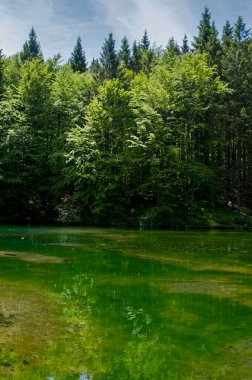 güzel dağ ormanı manzara manzara çekim
