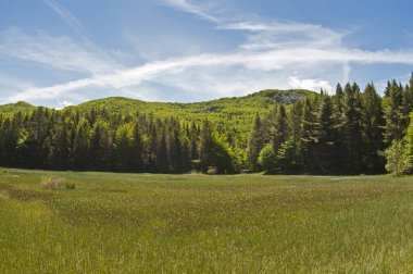güzel dağ ormanı manzara manzara çekim