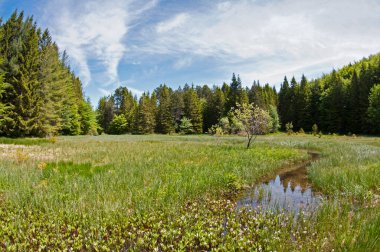 güzel dağ ormanı manzara manzara çekim