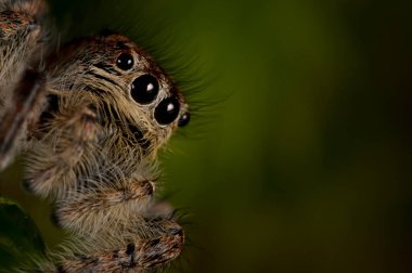 Doğal yaşam ortamında (Salticidae) β eus chrysops 'un yakın çekimi 
