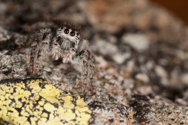 Doğal yaşam ortamında (Salticidae) β eus chrysops 'un yakın çekimi 