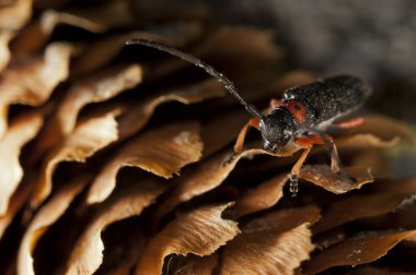 Musaria affinis nigrohirta, yaklaş.