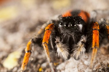 Doğal ortamdaki örümceğin yakın çekim görüntüsü 