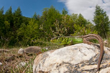Kertenkelenin doğal ortamdaki yakın çekimi.
