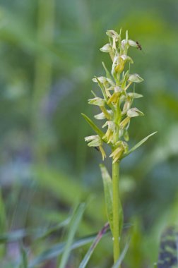 Coeloglossum viride, güzel kurbağa orkidesi