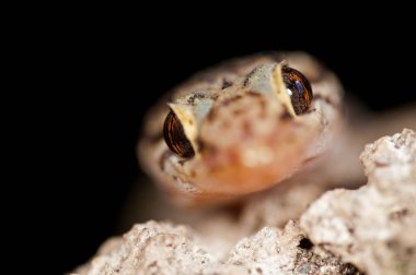 Doğada güzel Hemidactylus turcicus 'un (Akdeniz ev kertenkelesi) yakın plan çekimi